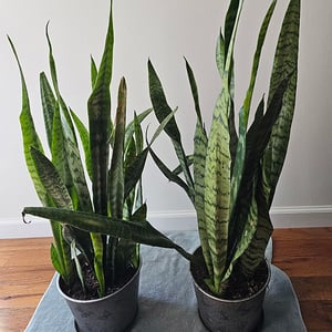 Genesis10 In Our Communities